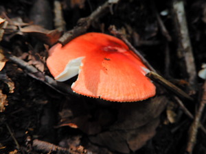 DSCN9535