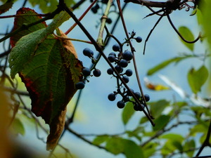 DSCN0456