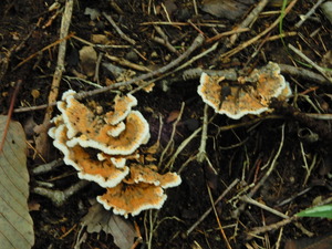 DSCN0902