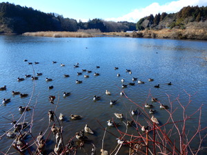 DSCN0419