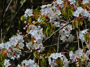 DSCN9932