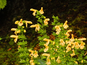 DSCN1919