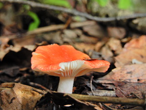 DSCN9674