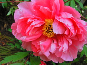 DSCN9353