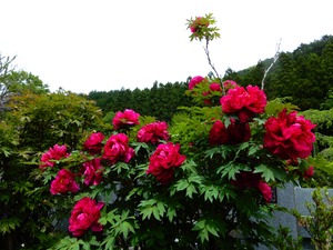 DSCN9354