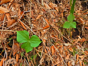 DSCN9649