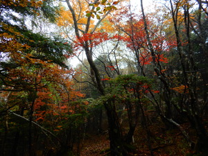 DSCN8728