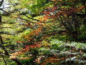DSCN0153
