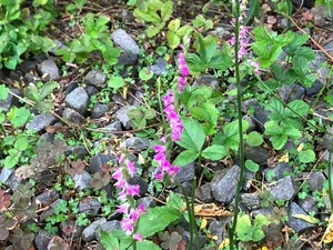IMG_0691