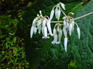 DSCN0338