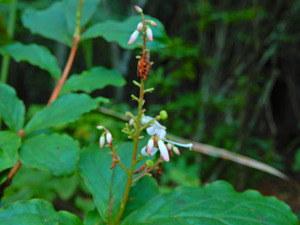 DSCN0186
