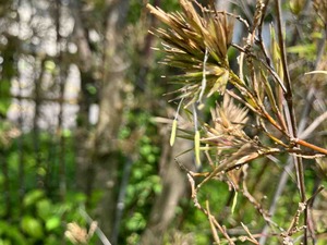 IMG_0084