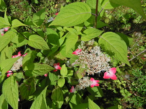 DSCN0031