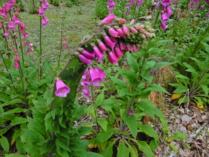 DSCN9816