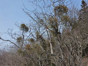 DSCN0305