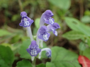 P6060007