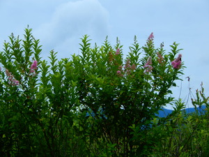 DSCN9497