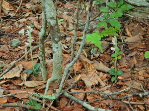 DSCN0243