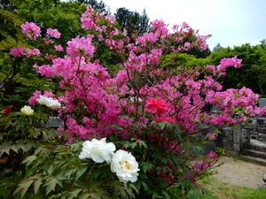 DSCN9350