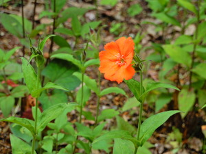 DSCN0066