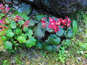 DSCN9371