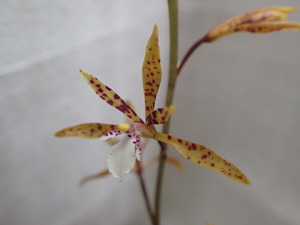 P6090109