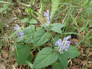 P6060003
