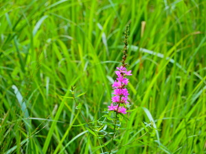 DSCN0154