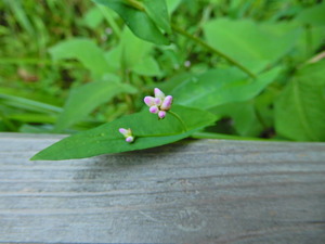 DSCN0274