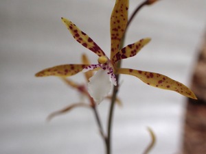 P6090107