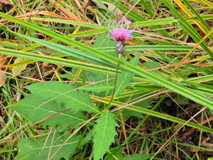 DSCN0148