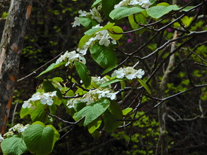 DSCN0033