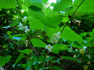 DSCN0375
