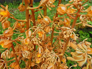 DSCN0352