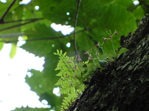 DSCN9917
