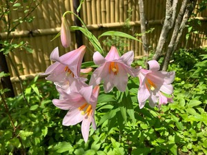 IMG_9533