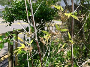 IMG_0080