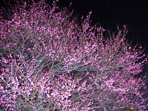 DSCN0466