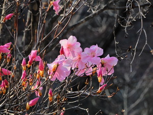 DSCN9741
