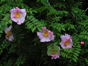 DSCN9702
