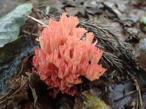 P9230949
