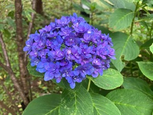 IMG_2609