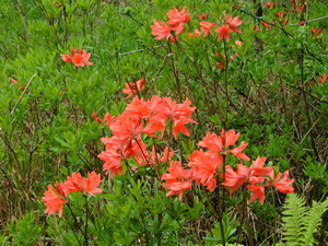DSCN9832