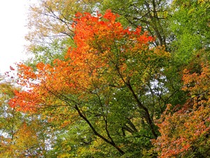 DSCN4315