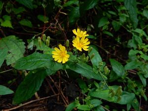 DSCN0551
