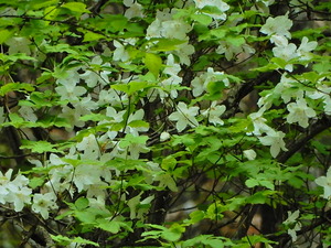 DSCN0003