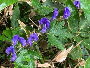 IMG_5994