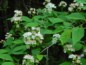 DSCN0017