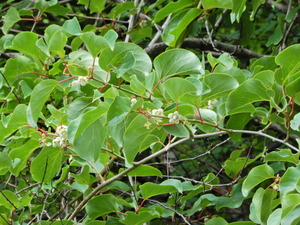 DSCN9910