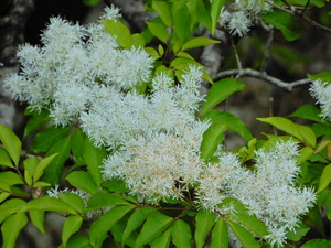 DSCN9981